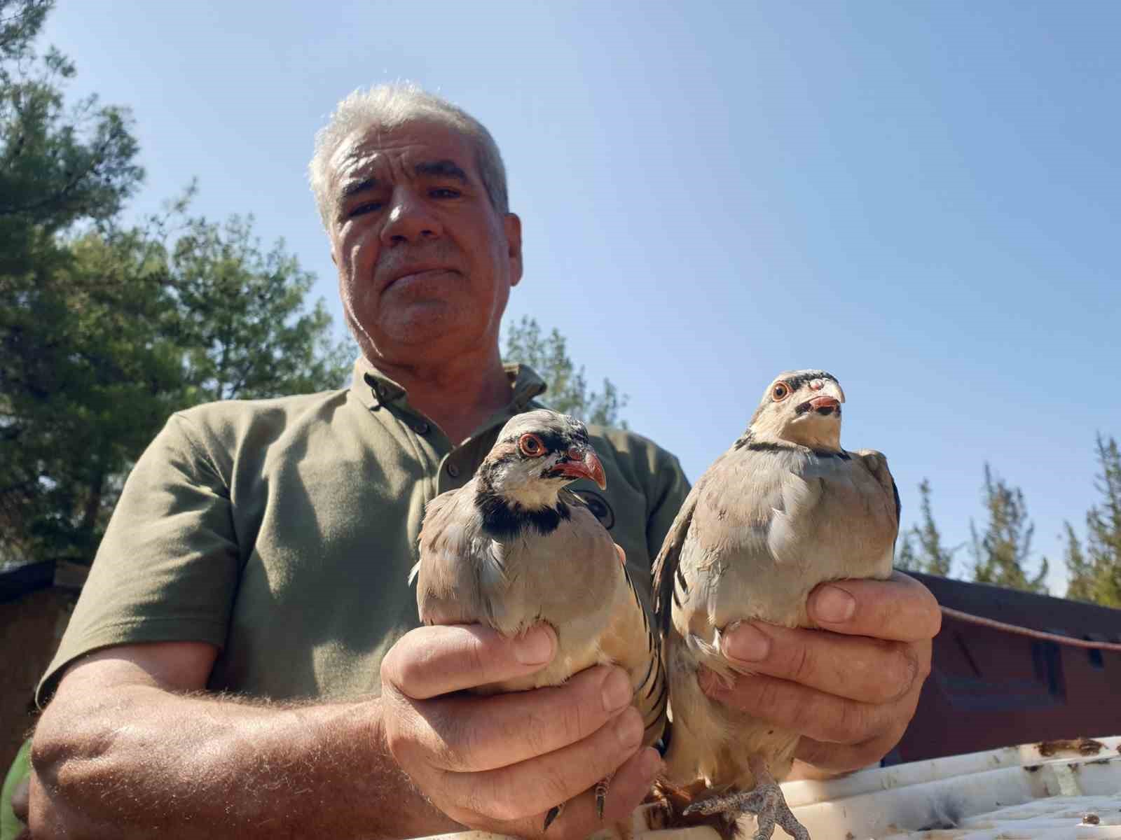 Osmaniye’de 500 kınalı keklik doğayla buluşturuldu
