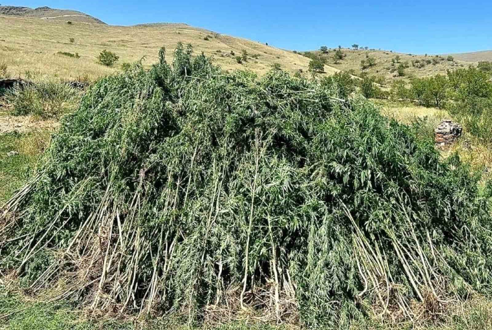 Ardahan’da 131 bin 596 kök kenevir imha edildi