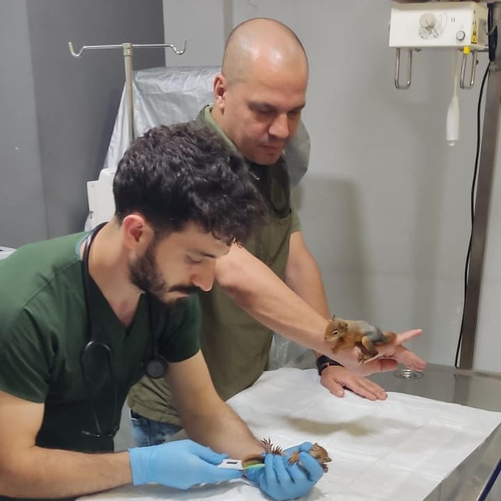 Yavru sincaplara şefkat eli
