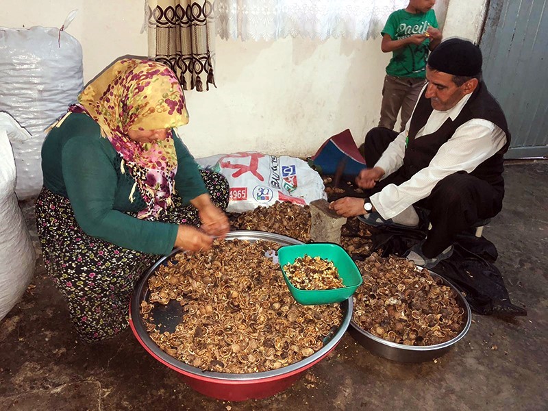 Siirt&rsquo;in &uuml;cra mahallelerinde yaşayan kadınlar, ceviz kırarak para karşılığı aile b&uuml;t&ccedil;elerine katkıda bulunuyor
