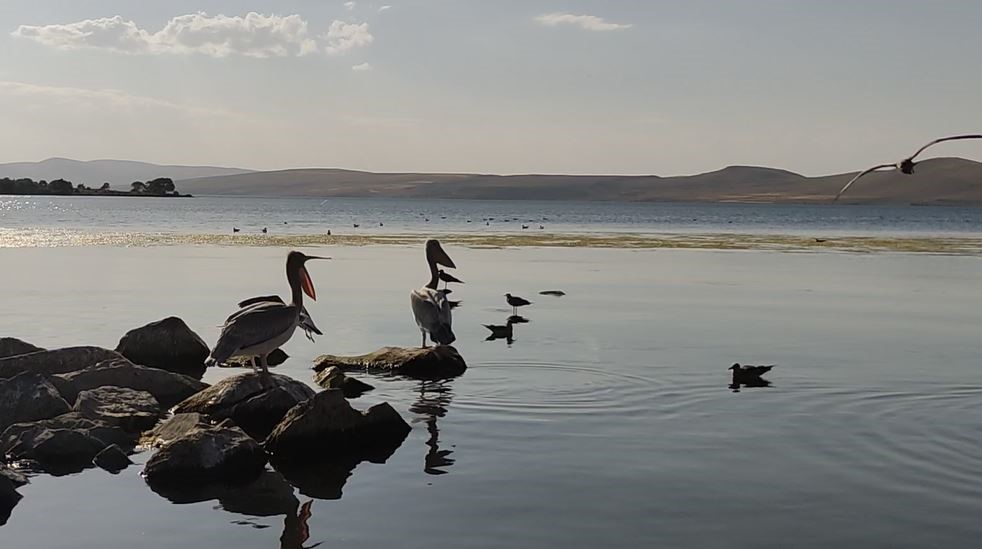 Pelikanlar Ak&ccedil;akale Adası&rsquo;nın maskotu oldu
