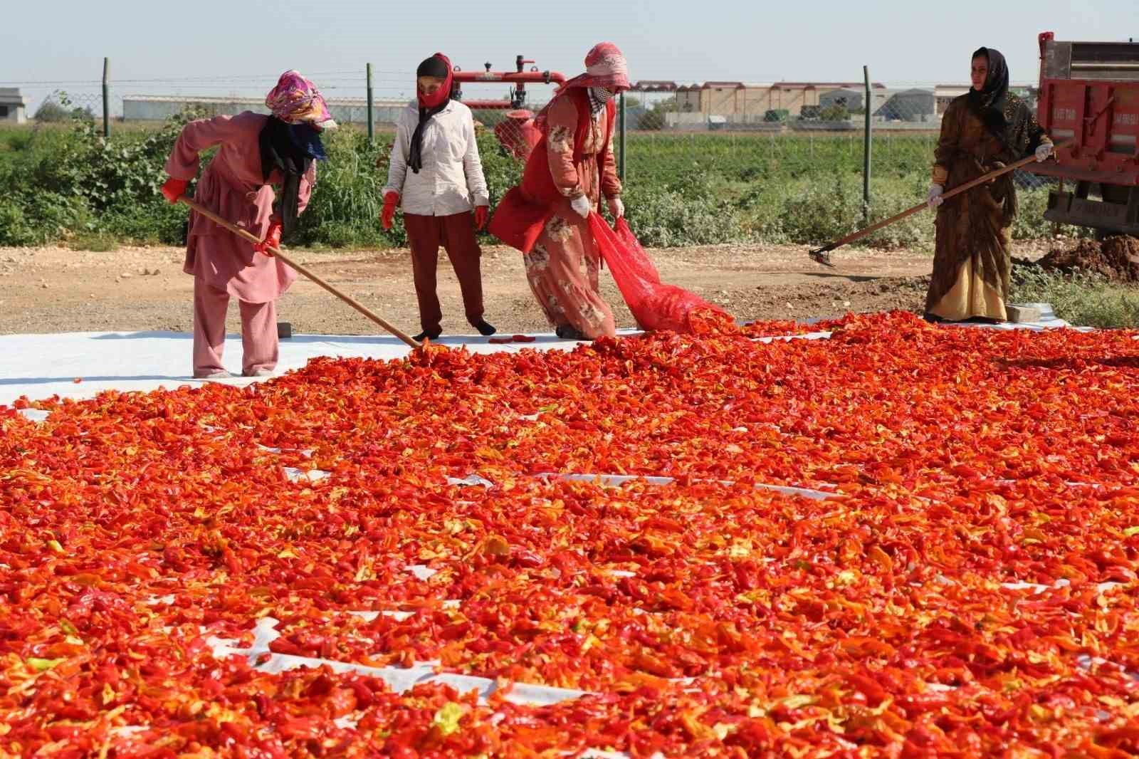 Belediyenin sera ve tarlalarında biber hasadı başladı