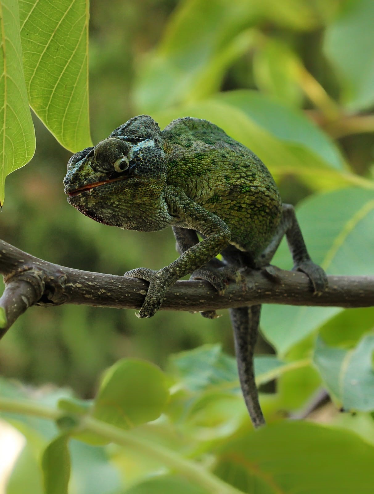 Kahramanmaraşlı fotoğrafçı 10 yıldır bukalemun fotoğraflıyor