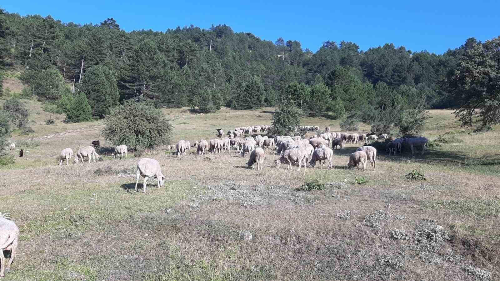 Bartın’dan çobanlık için Bolu’ya geldi