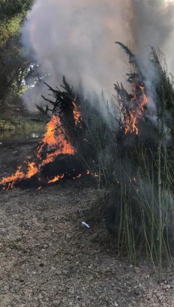 Kırklareli&rsquo;nde 745 bin k&ouml;k kenevir ele ge&ccedil;irildi
