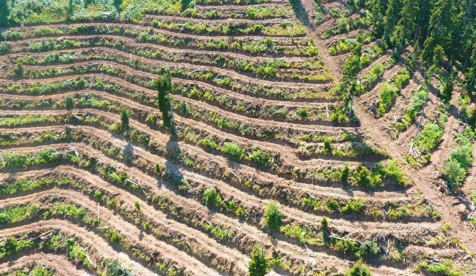 Artvin’de bozuk orman sahaları ve doğal afetlerde zarar görmüş alanlar fidan dikimi için hazırlanıyor