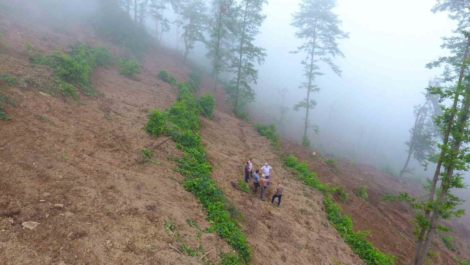 Artvin’de bozuk orman sahaları ve doğal afetlerde zarar görmüş alanlar fidan dikimi için hazırlanıyor
