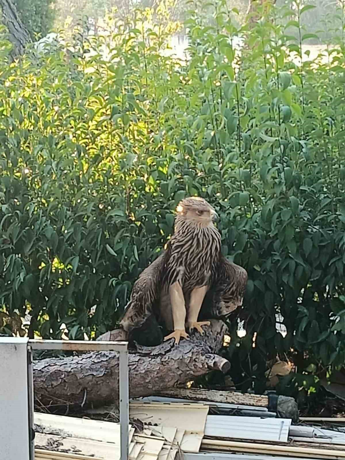 Edirne&rsquo;de yaralı bulunan "pa&ccedil;alı şah kartalı" koruma altına alındı

