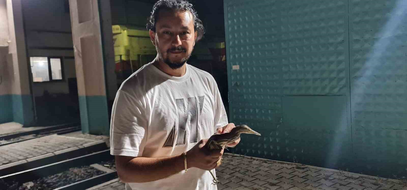 Nesli tükenmekte olan kuş Tokat’ta görüldü