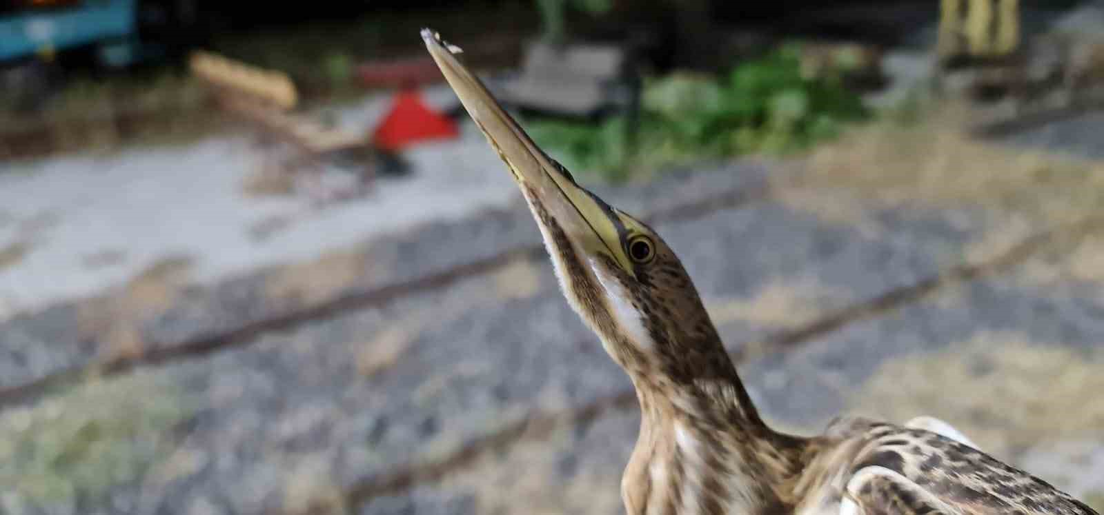 Nesli t&uuml;kenmekte olan kuş Tokat&rsquo;ta g&ouml;r&uuml;ld&uuml;
