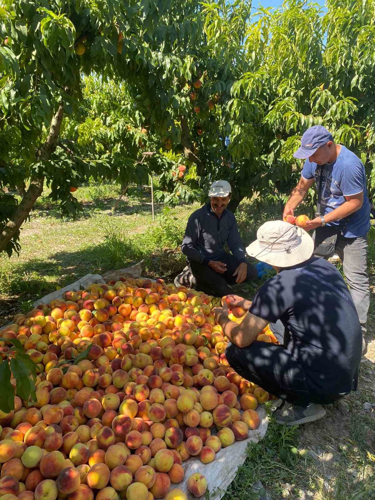 TOGÜ’den Şeftali Üreticilerine Bilgilendirme