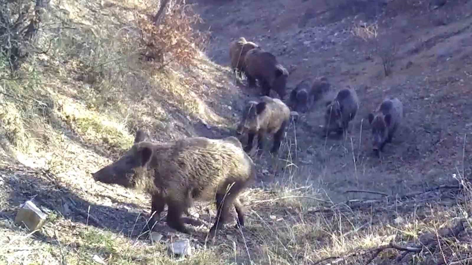 Bozkırın yaban hayatı fotokapanda: Vaşak, karaca, su samuru g&ouml;r&uuml;nt&uuml;lendi
