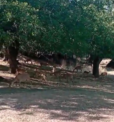 Köye, sürü halinde inen yaban keçileri görüntülendi
