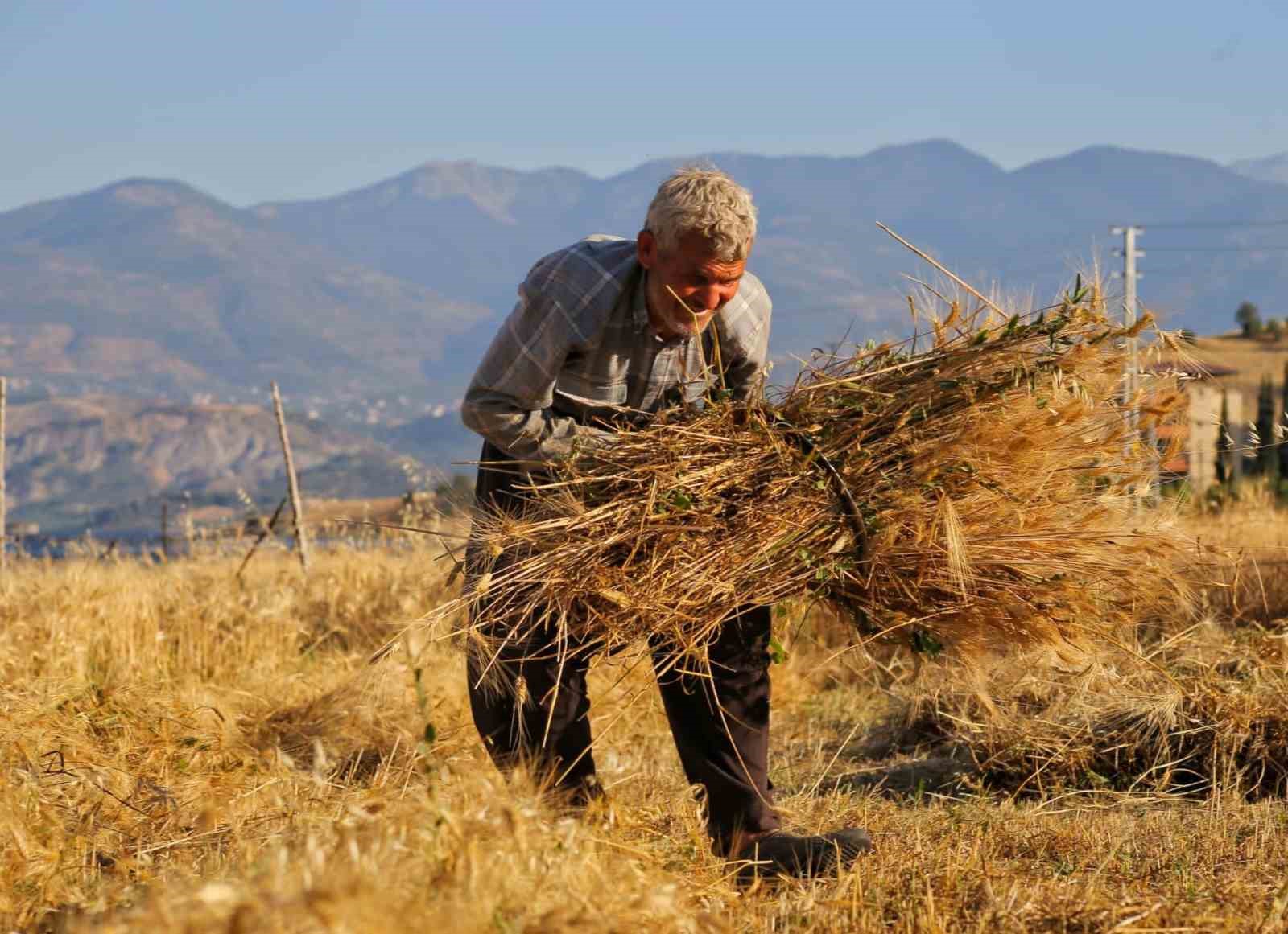 Kahramanmaraş&rsquo;ta buğday hasadı hem geleneksel hem de teknolojik y&ouml;ntemlerle başladı
