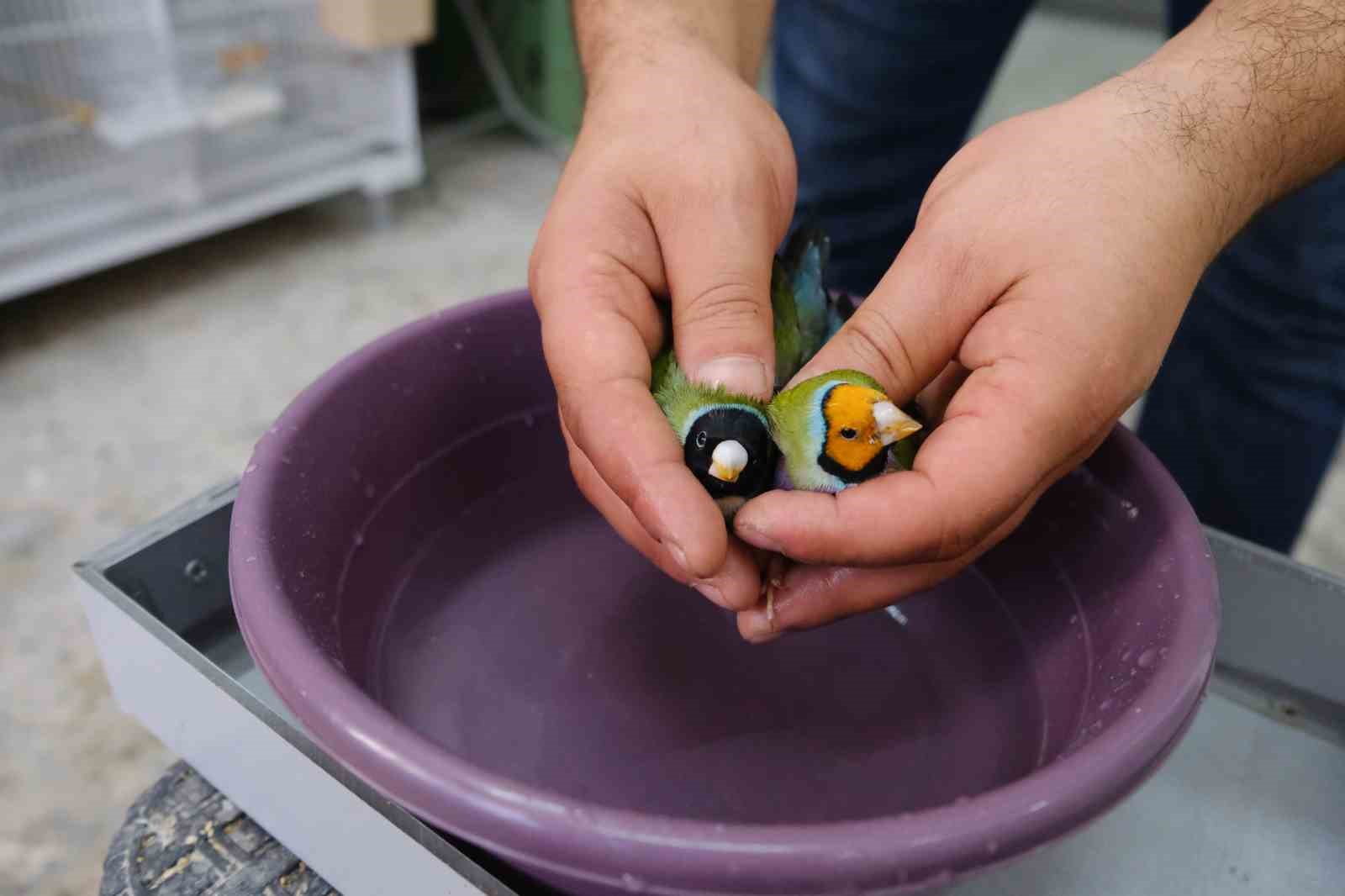 Aşırı sıcaklarda egzotik kuşlar g&uuml;nde 2 kez banyo yaptırılıyor

