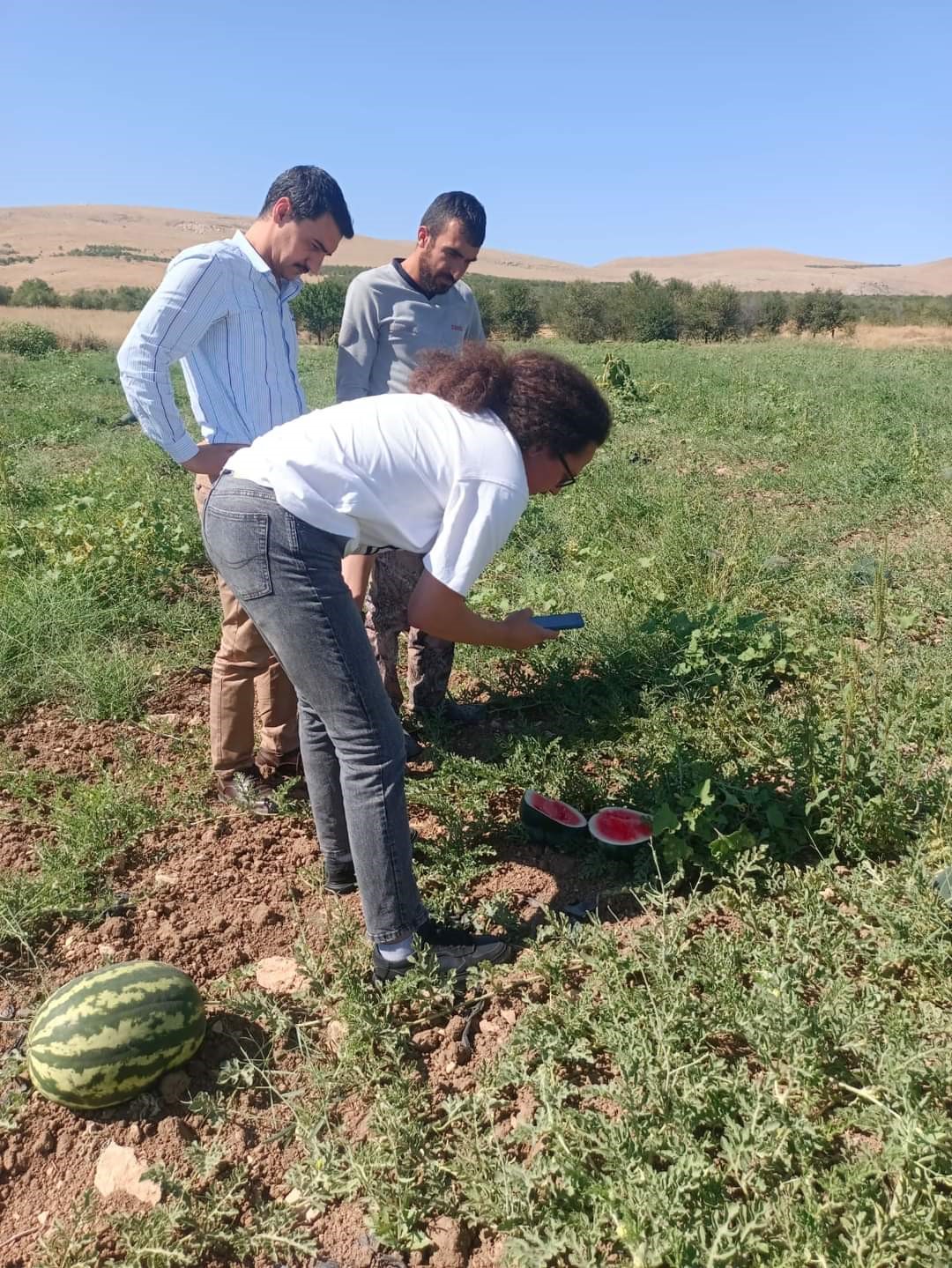 İhracatlık karpuzda hasat dönemi başladı
