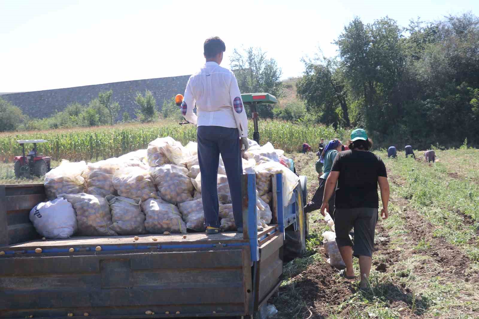 Patates diyarı Bolu’da hasat başladı
