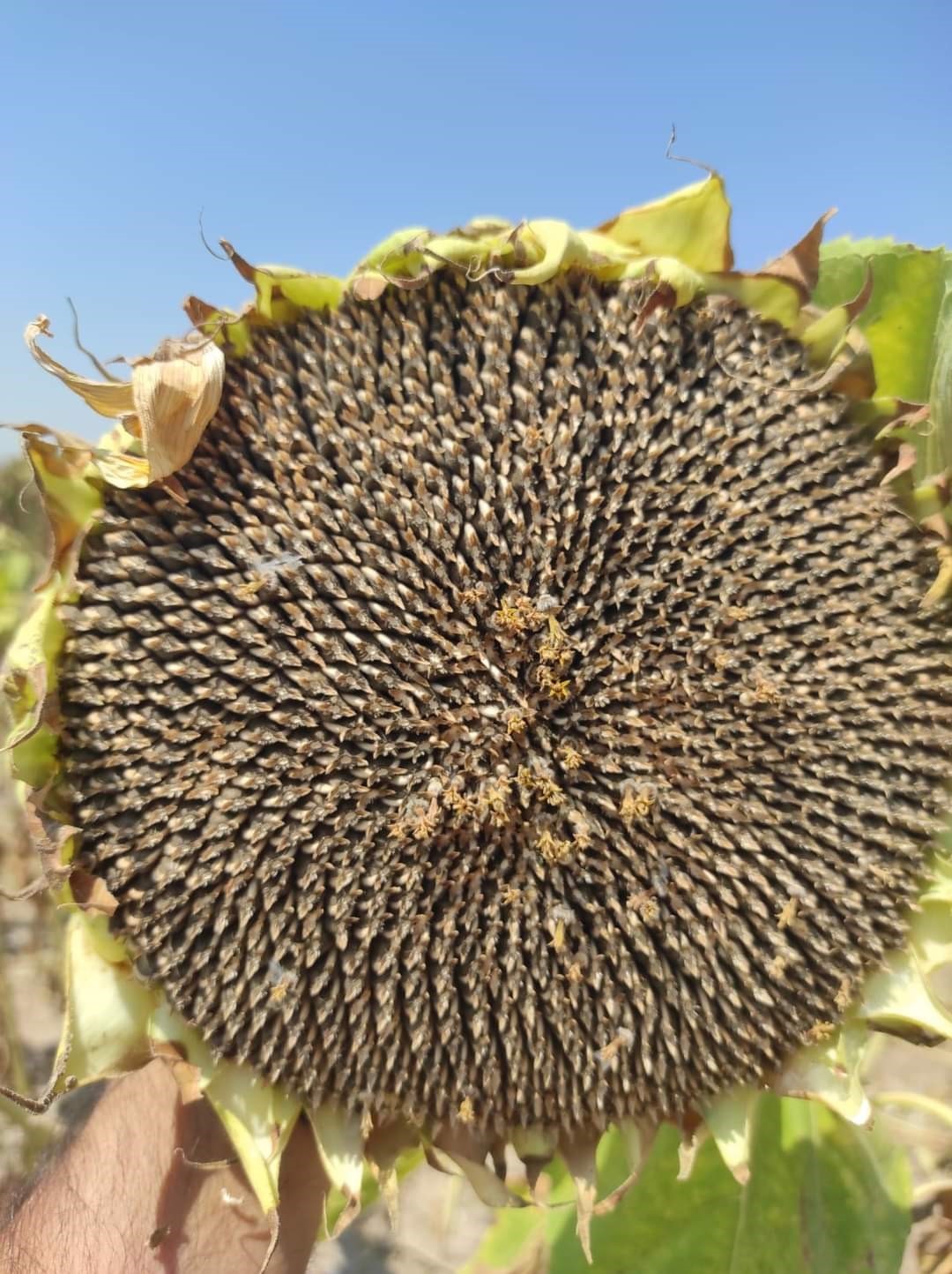 Ayçiçeğinde dekar başına 250 kilogram hasat yapıldı