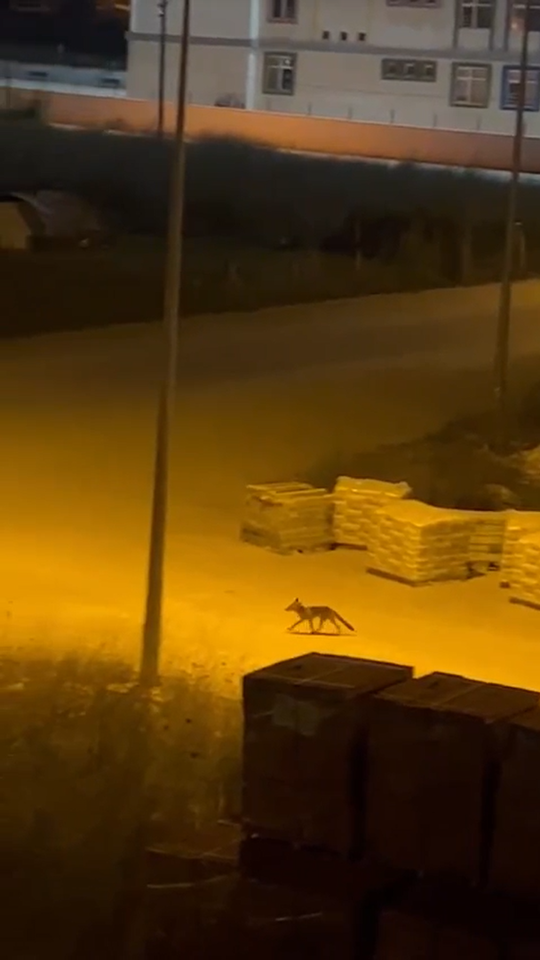 Yalova&rsquo;da kent merkezine inen tilkiler kameralarda
