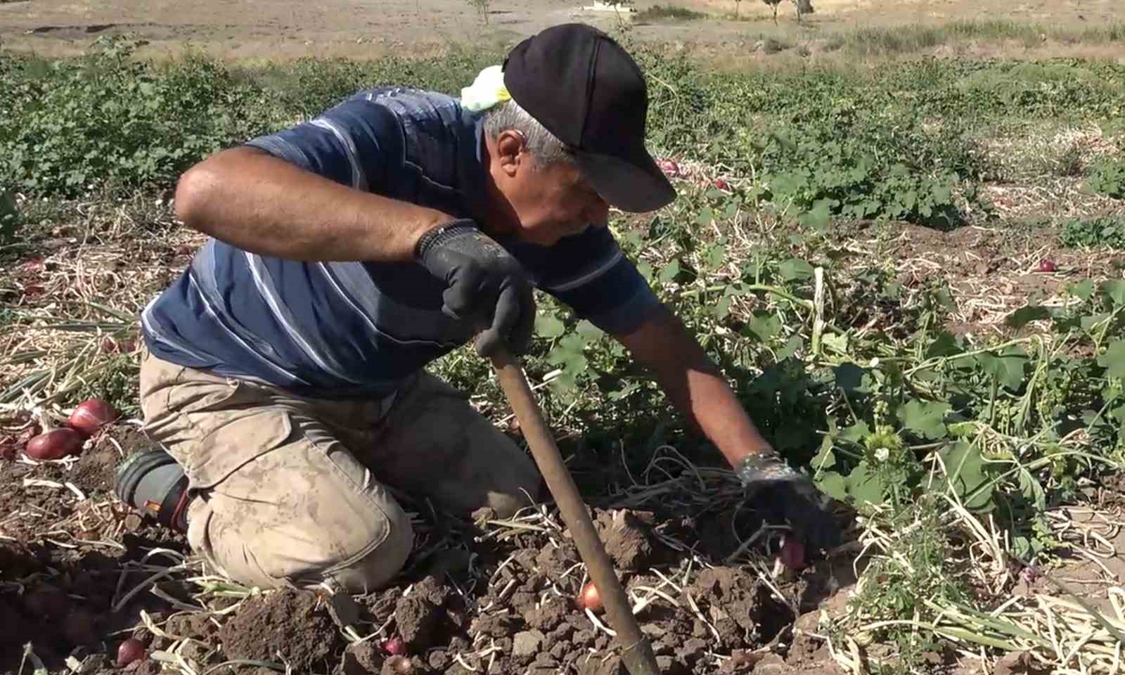 Coğrafi işaretli ’Kılıçlar soğanı’nın hasadı başladı

