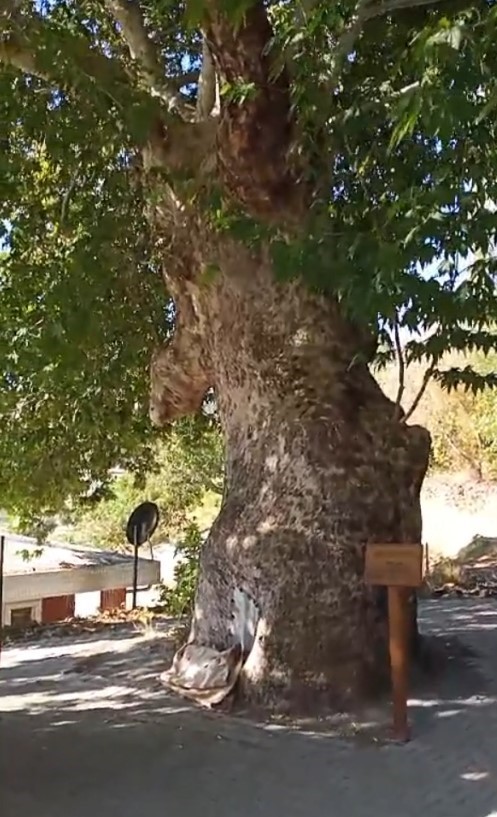 Abide ağa&ccedil; ilgi g&ouml;r&uuml;yor
