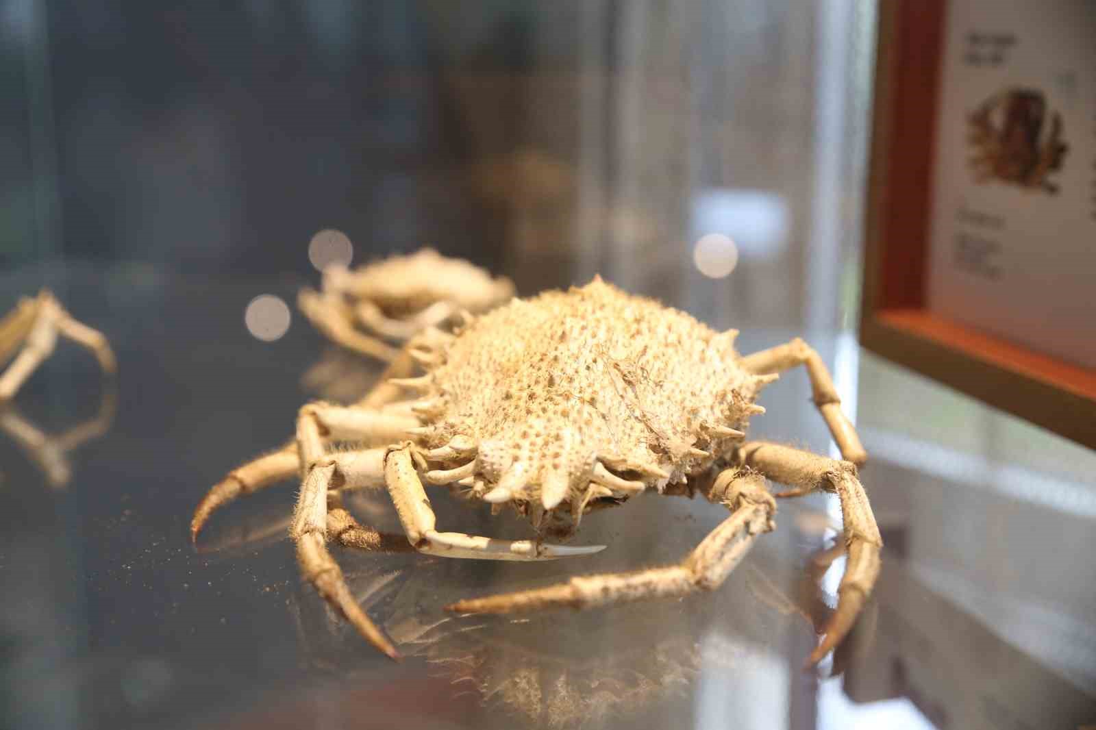 B&ouml;lgenin ilk deniz canlıları m&uuml;zesi Mersin&rsquo;de a&ccedil;ılıyor
