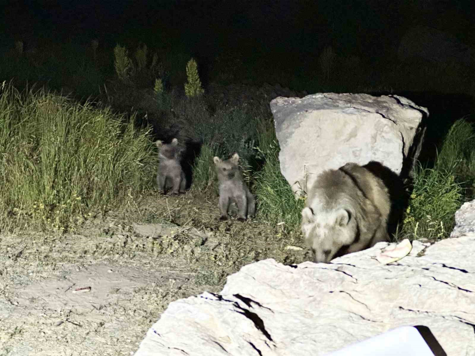 Nemrut&rsquo;taki boz ayılar a&ccedil; kalınca &ccedil;&ouml;pl&uuml;klere dadandı
