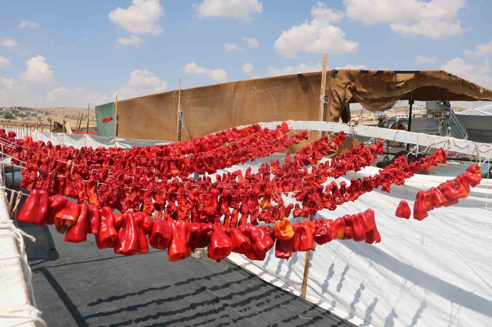 Şanlıurfa’da isotun acı serüveni başladı