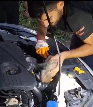 Bingöl’de otomobilin motor kısmına giren yavru kediyi itfaiye çıkardı