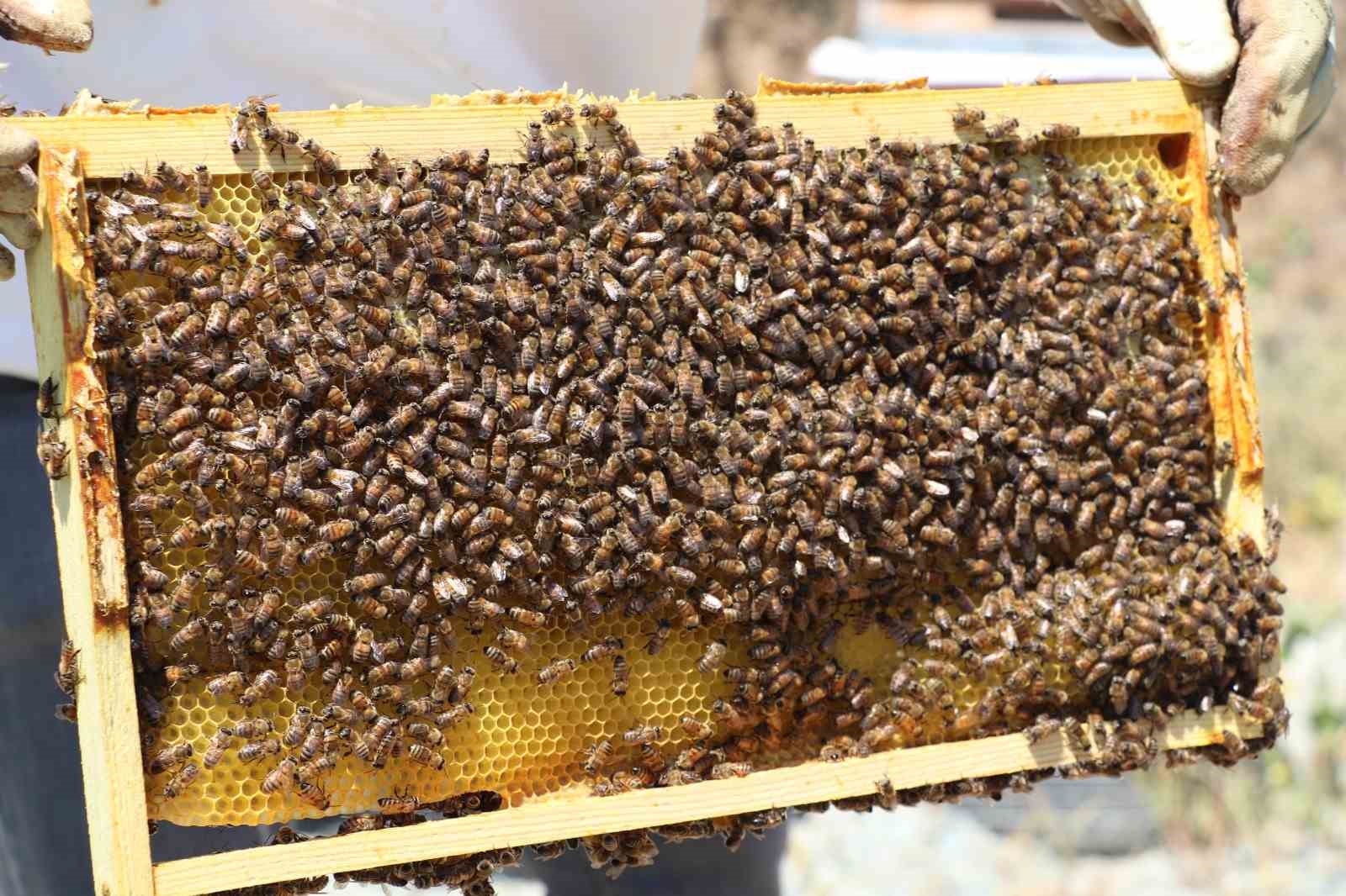 Mevsim normallerinin üzerindeki sıcaklıklar aracılığı olumsuz etkiliyor
