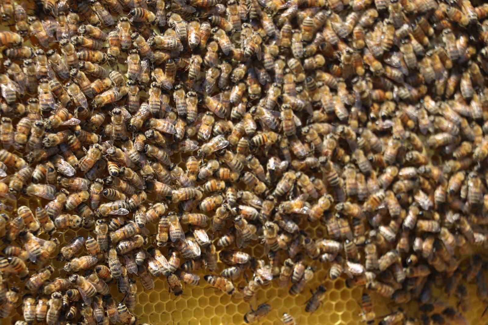 Mevsim normallerinin &uuml;zerindeki sıcaklıklar aracılığı olumsuz etkiliyor
