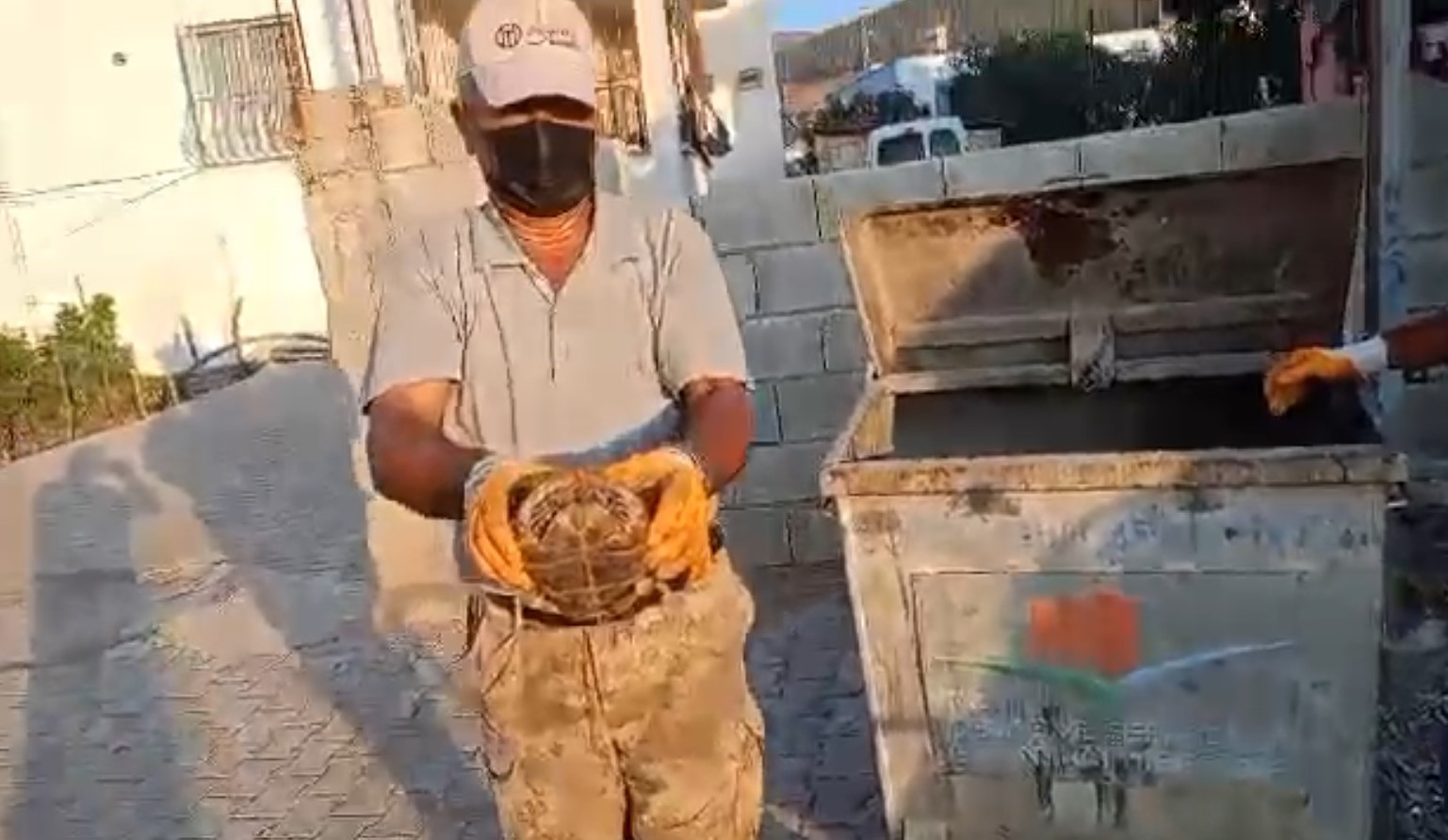 &Ccedil;&ouml;pe atılan kaplumbağayı belediye personeli kurtardı
