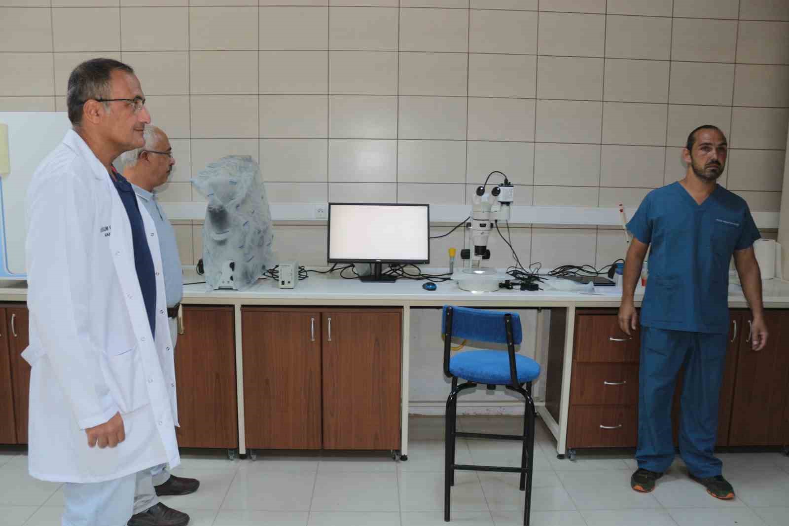 Türkiye’nin ilk tüp tayı dünyaya gelecek