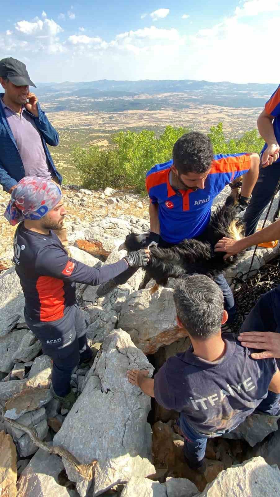 Kayaların arasına sıkışan keçiyi AFAD ve itfaiye ekibi kurtardı