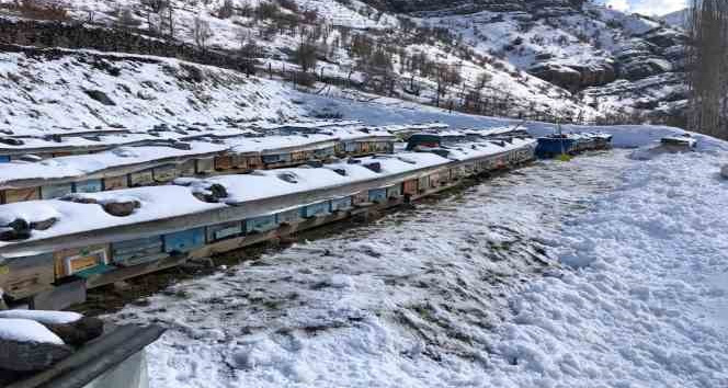 Şırnak’ta kar yağışıyla birlikte bal arıları yeni kış uykusuna yattı