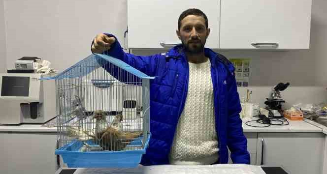 Enkazda ölen 4 kişilik ailenin güvercinleri madenciye hatıra kaldı