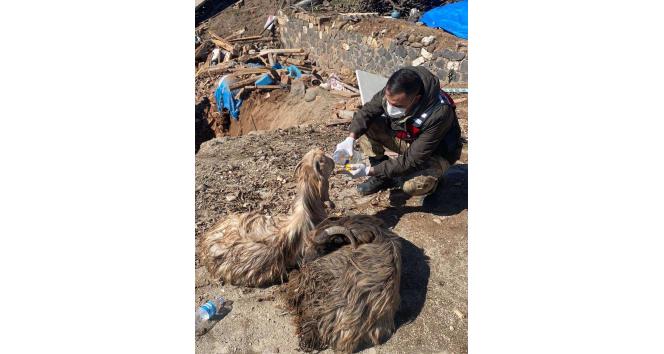 Depremin merkezi olan Pazarcık’ta 343 hayvan canlı kurtarıldı