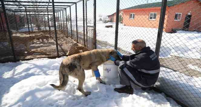 Bingöl’de hasta ve yaralı köpek, tedavi altına alındı