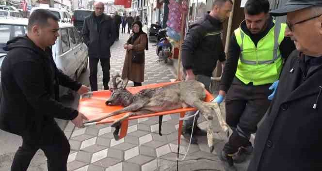 Otomobilin çarptığı karaca tedaviye alındı