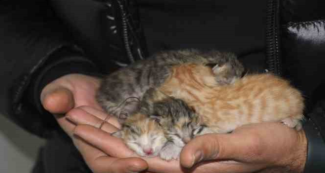 Depremde boşaltılan binada mahsur kalan kedi açlıktan yavrusunu yedi