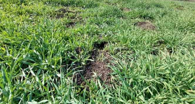 Biga’da üreticilere tarla faresi uyarısı