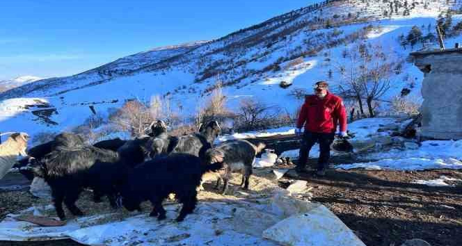 Depremin 17. gününde 25 hayvan enkaz altından sağ çıkarıldı
