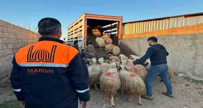 Mardin’de depremzede çiftçilere canlı hayvan desteği
