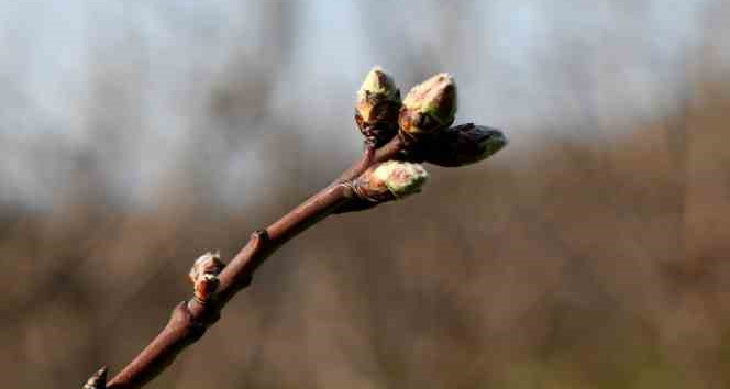 Meyve ağaçları soğuklama ihtiyaçlarını karşıladı