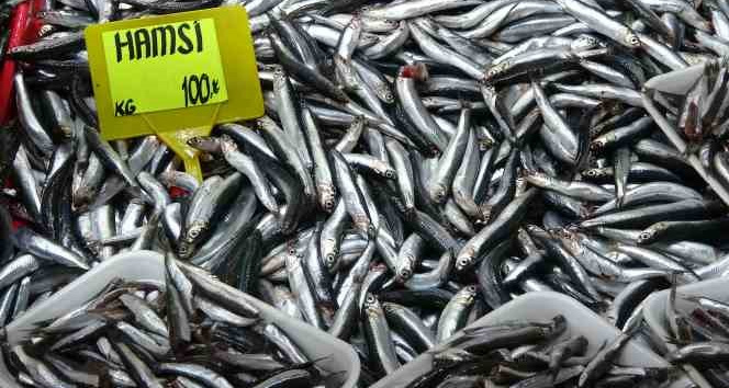 Yasakların ardından irileşen hamsinin kilosu 50 liradan 100 liraya çıktı