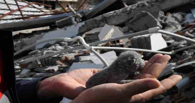 5 günlük yavru kedi enkaz altından sağ olarak kurtarıldı