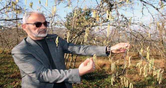 Serbest piyasada fındık fiyatını karanfiller belirleyecek