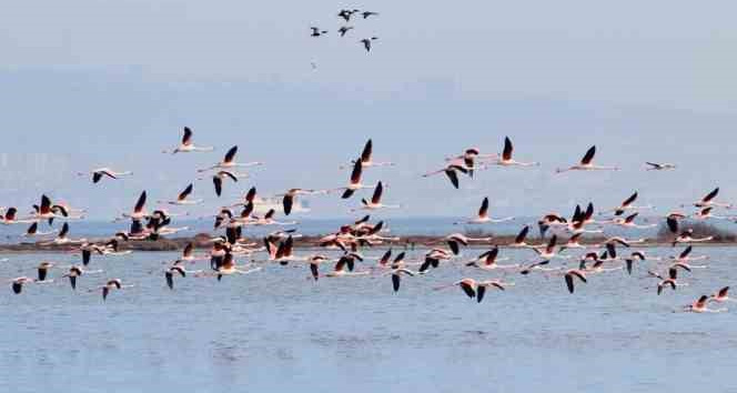 Hersek Lagünü’nde renkli görüntüler