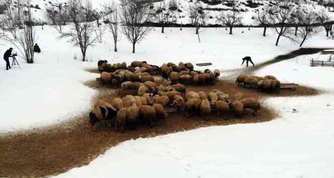 Zorlu kış şartlarında besicilerin ‘kuzu’ mesaisi