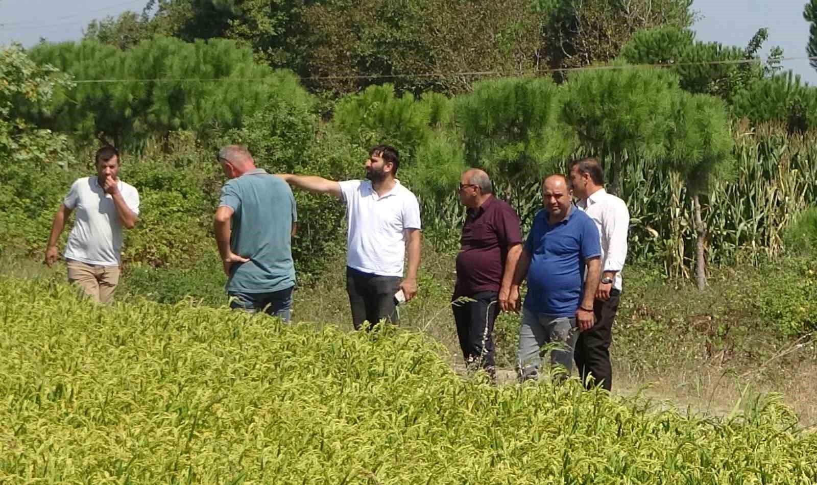 Çeltik üreticileri açıklanacak fiyatları bekliyor